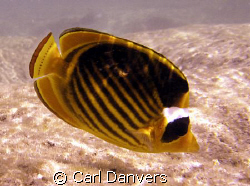 wonderful fish by Carl Danvers 